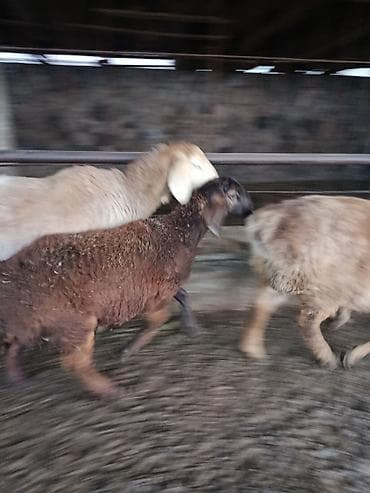 пластик ящики: Продаю | Овца (самка) | Для разведения — 2