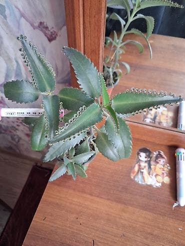 Каланхоэ: Каланхоэ лечебный 1см высота 10сом,2см высота 20сом, 3см высота 30сом — 5