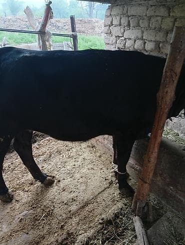 кальций для кур: Продаю | Корова (самка) | Для молока | Привязанные — 5