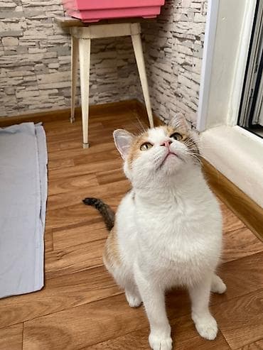 вин кот: Кошка даром: Беспородная, 1 год, Девочка, Кастрирована, Приучена к лотку, Проглистована — 1
