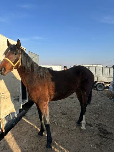 сельскохозяйственные животные продажа: Продаю | Кобыла (самка) | Полукровка, Английская | Для разведения | Племенные — 7
