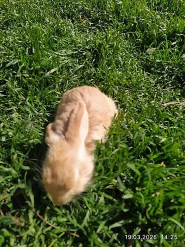 Порода: декоративный кролик-карлик с висячими ушками (лоп). Окрас