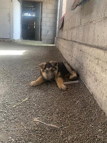 лабродор собака: Щенок немецкой овчарки - Порода: немецкая овчарка, классический окрас — 2