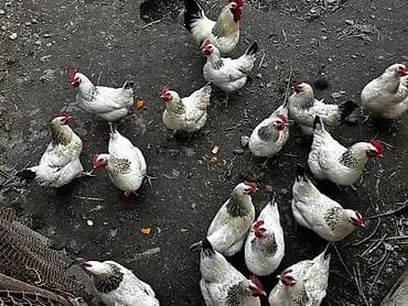 простые куры: Продаю | Цыплята | Домашняя | На забой, Для разведения, Несушки — 2