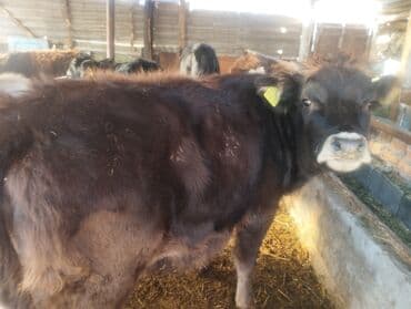 булдок ит: Продаю | Тёлка | Для разведения, На откорм | Привязанные — 5