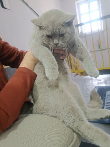 Собаки: Продается кот — 2