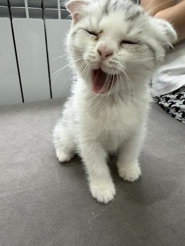 Котята, домашнего разведения: - Окрас: серый тигровый (табби)