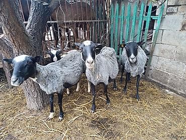 животные кошка: Продаю | Овца (самка) | Романовская | Для разведения — 3