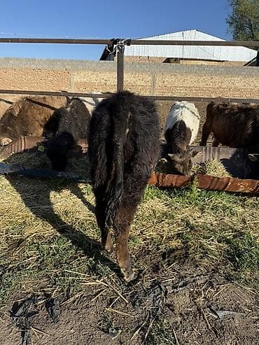 соль для животных: Продаю | Бык (самец) | Полукровка | На откорм — 5