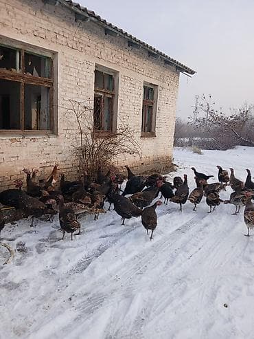 Собаки: Продаю | Индюшка (самка) | Полукровка | Для разведения — 5