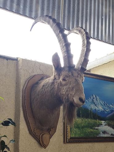 стришка овец: Настенная таксидермическая голова горного козла (козерога). Чучело — 2