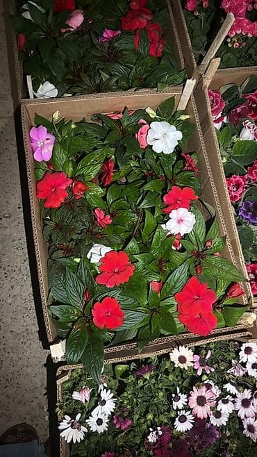цветущие: Рассада цветущих однолетников в кассетах - Бархатцы (Tagetes) — 8