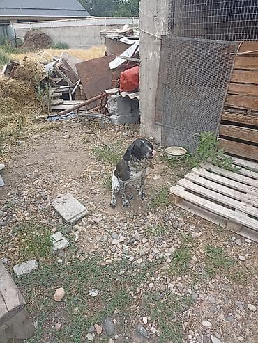 выгул собак бишкек: Щенки охотничьей породы (тип окраса: черно-пегий и коричнево-пегий) — 3
