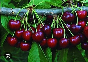 магазин ош аренда: 🍒Черешня — крупная, темно‑красная, сочная.🍒🍒Продаю отпом Описание: - — 4