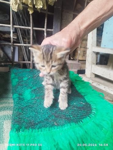 лотки для котят: Котята - Окрас: один полностью чёрный с голубыми глазами, второй — — 2