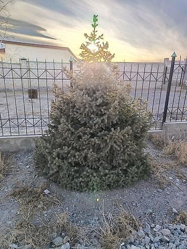 Семена и саженцы: 4 Елка 2 берёза сатылат бары 10миң сом Ель голубая (Picea pungens) — 1