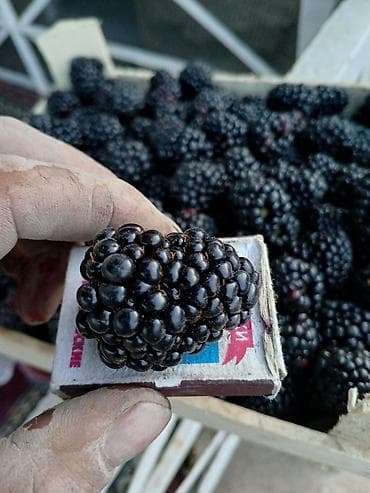 меш для баня: Ежевика Оптом — 1