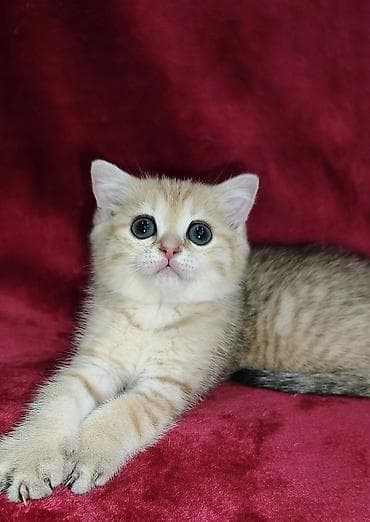 кошка персидская шиншилла: Скотиш Страйт (Шотландская прямоухая), 2 месяца, Мальчик, Золотая шиншилла — 1
