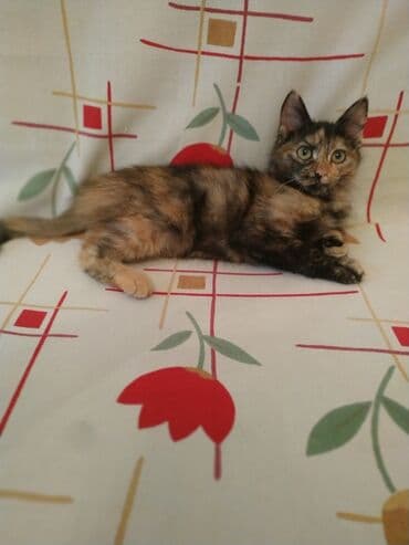 Кошка даром: Беспородная, 4 месяца, Девочка, Приучена к лотку, Проглистована