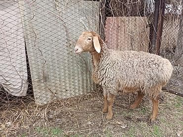 продам голубей: Продаю | Овца (самка) | Арашан | Для разведения | Ярка — 1