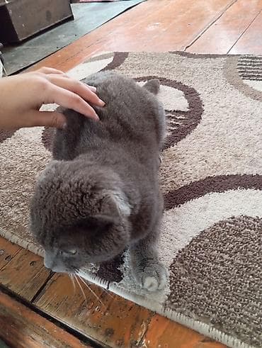 скоттиш фолд кот: Скотиш Фолд (Шотландская вислоухая), 1 год, Мальчик, Серый, Приучена к лотку — 3