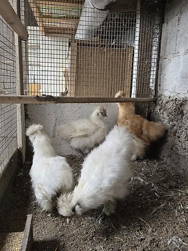 Услуги ветеринара: Продаю | Куры | Для разведения — 4