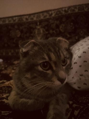 Кошки: Скотиш Фолд (Шотландская вислоухая), 11 месяцев, Мальчик, Серый, Приучена к лотку — 4