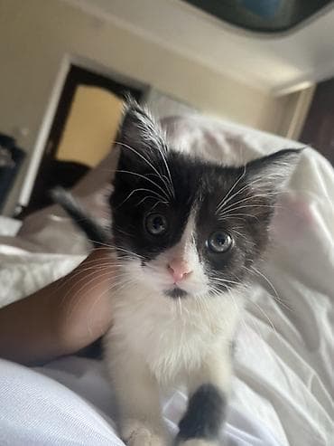 Котёнок, чёрно-белый окрас (маска на мордочке, белая грудка и лапки)