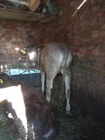 алабай сколько стоит: Продаю | Тёлка | Полукровка | На откорм | Привязанные — 8