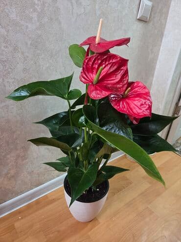 кастрюля большая: Спатифиллум (Spathiphyllum) в декоративном кашпо - Крупный, густой — 6