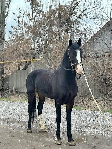 жылкы жаныбар: Сатам | Байтал | Жумушка — 2