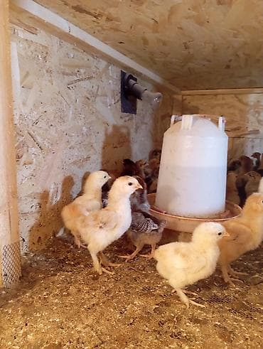 Айыл-чарба жаныбарлары: Сатам | Балапандар | Көбөйтүү үчүн — 6