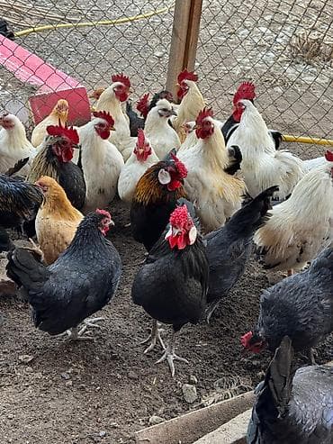 японский карликовый курочки: Продаю | Петух, Куры — 2
