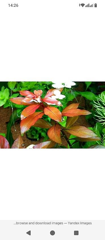 внешние фильтры для аквариума: Продаю аквариумные растения,элеохарис живородящий,30 сом — 5