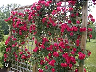 Кургаткычтар: Көчөттөр — 6