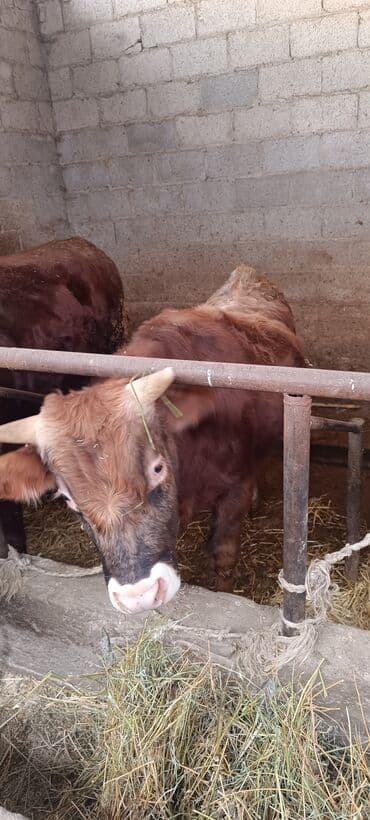 бравекто для собак бишкек: Продаю | Бык (самец) | На откорм | Привязанные — 6