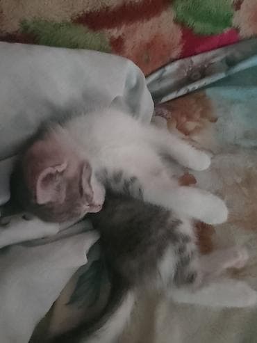 котята даром бишкек: Город Ош. Очаровательные котята - На фото двое малышей: один серый с — 2