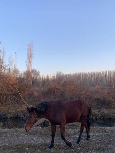 продаю тай: Продаю | Кобыла (самка), Конь (самец), Жеребец | Рабочий — 2