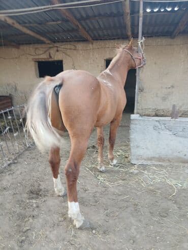 ит доберман: Продаю | Жеребец | Дончак | Рабочий — 3