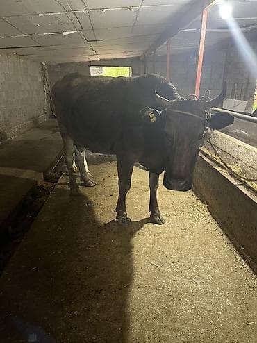 бекер иттер: Сатам | Уй (ургаачы) | Ангус, Голштин | Сүт алуу үчүн — 1