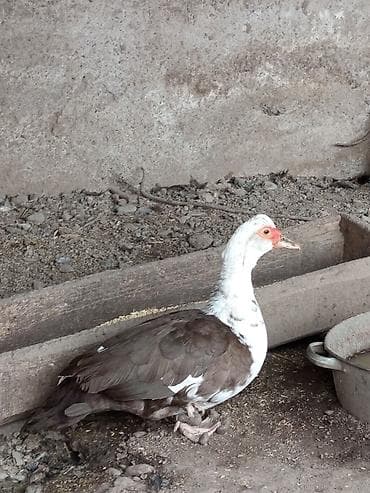 Мускусная утка (индоутка), взрослое поголовье. - Окрас