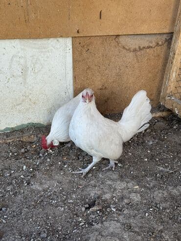 корм для форел: Продаю | Петух, Куры — 1