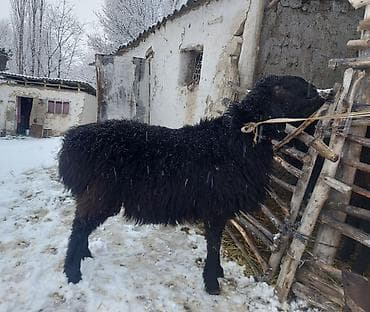 куплю тук: Продаю | Овца (самка) | Для разведения | Матка — 6