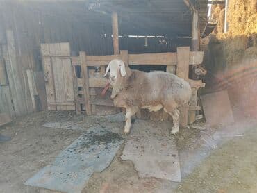 корм для домашних животных: Продаю | Баран (самец) | Арашан | Для разведения | Племенные, Осеменитель — 4
