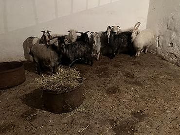 рога муйуз: Продаю | Коза (самка) | Для разведения | Племенные — 7