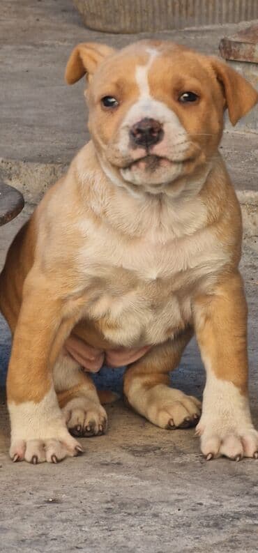 питбуль малыш: Питбуль, 2 месяца, Самец, С родословной — 9