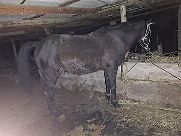 купить скот: Продаю | Конь (самец) | На забой — 3