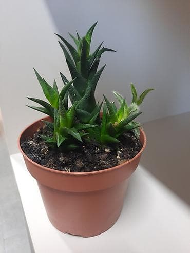 Дом и сад: Суккулент Haworthia (хауортия), компактный розеточный вид. маленькие — 3