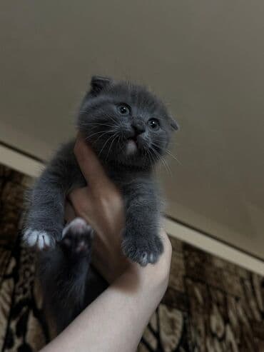 продать кошку: Кошка даром: Скотиш Фолд (Шотландская вислоухая), Девочка, Приучена к лотку — 10