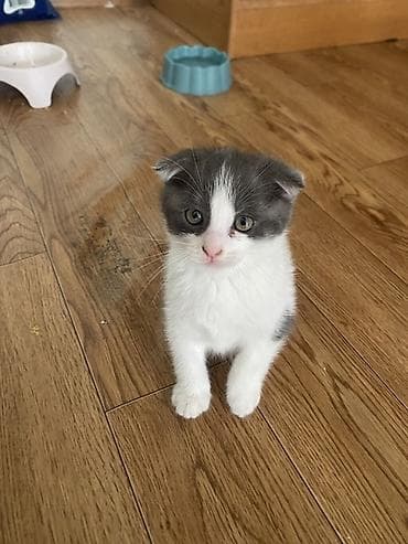 Кошки: Шотландские вислоухие котята - Порода: Scottish Fold (вислоухие). - — 2